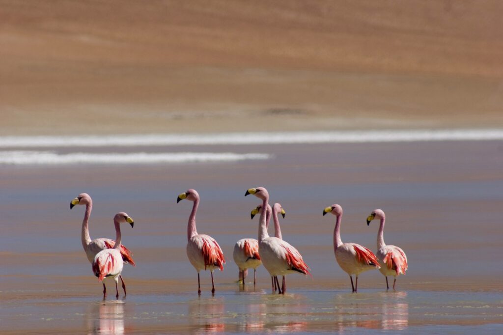 Espejo de agua en la puna jujeña, hogar de flamencos rosados y una biodiversidad sorprendente.