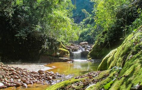 Selva de montaña exuberante con una rica flora y fauna, ideal para los amantes de la naturaleza y la aventura.